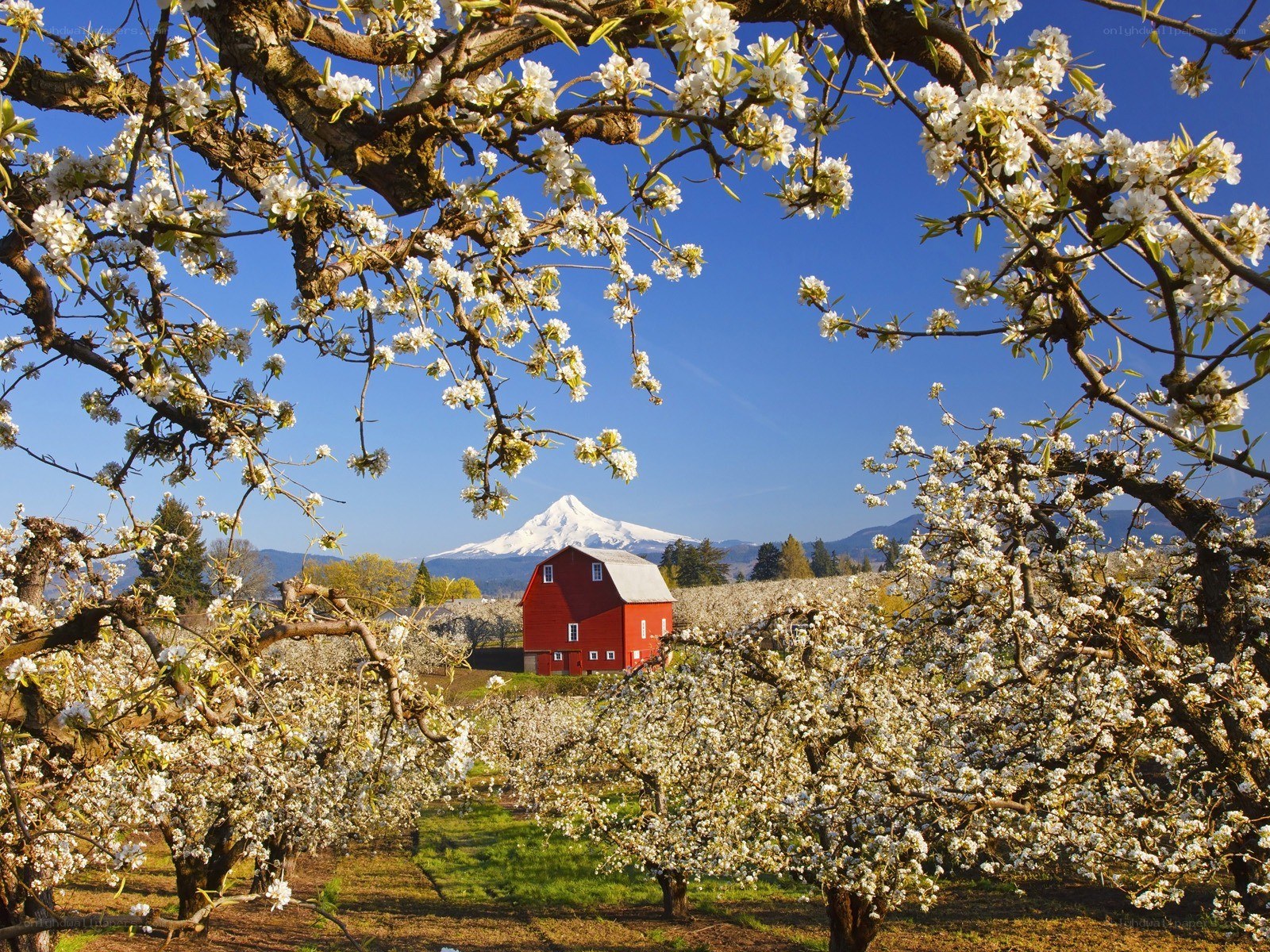 Blossoming orchard with red barn