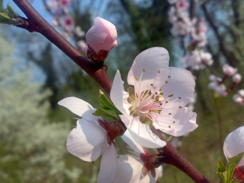 Blossoming peach flowers