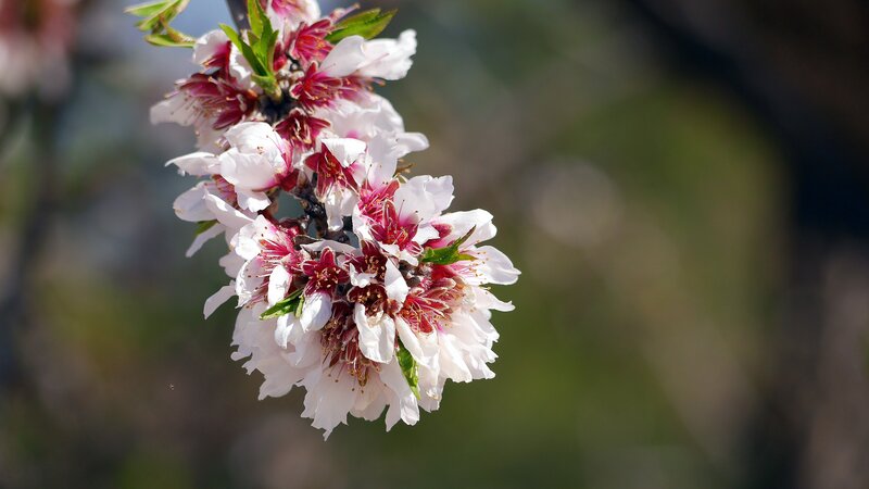 Blossoming Peach Flowers — White