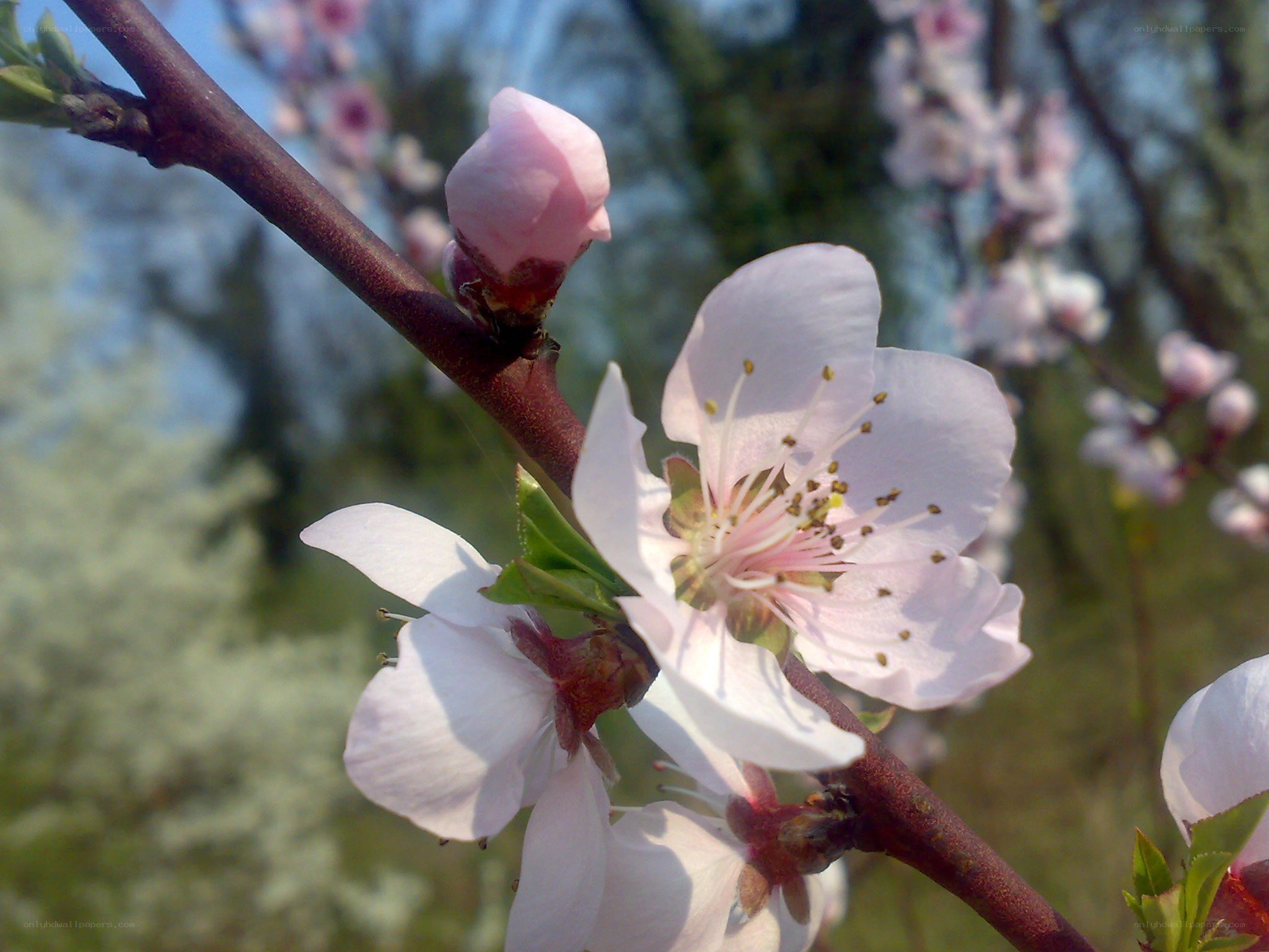 Blossoming peach flowers