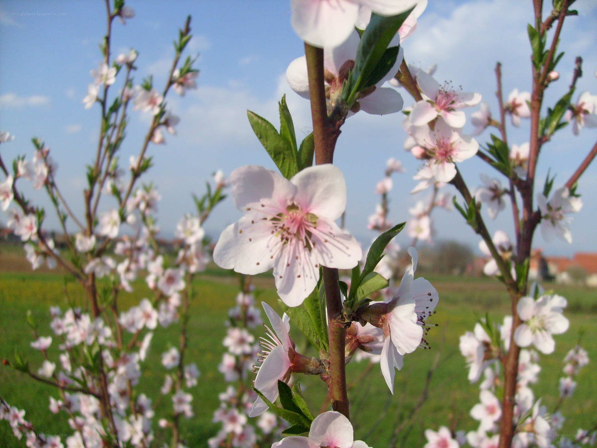 Blossoming peach tree in spring