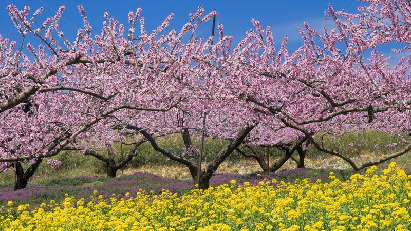 Blossoming peach trees in spring