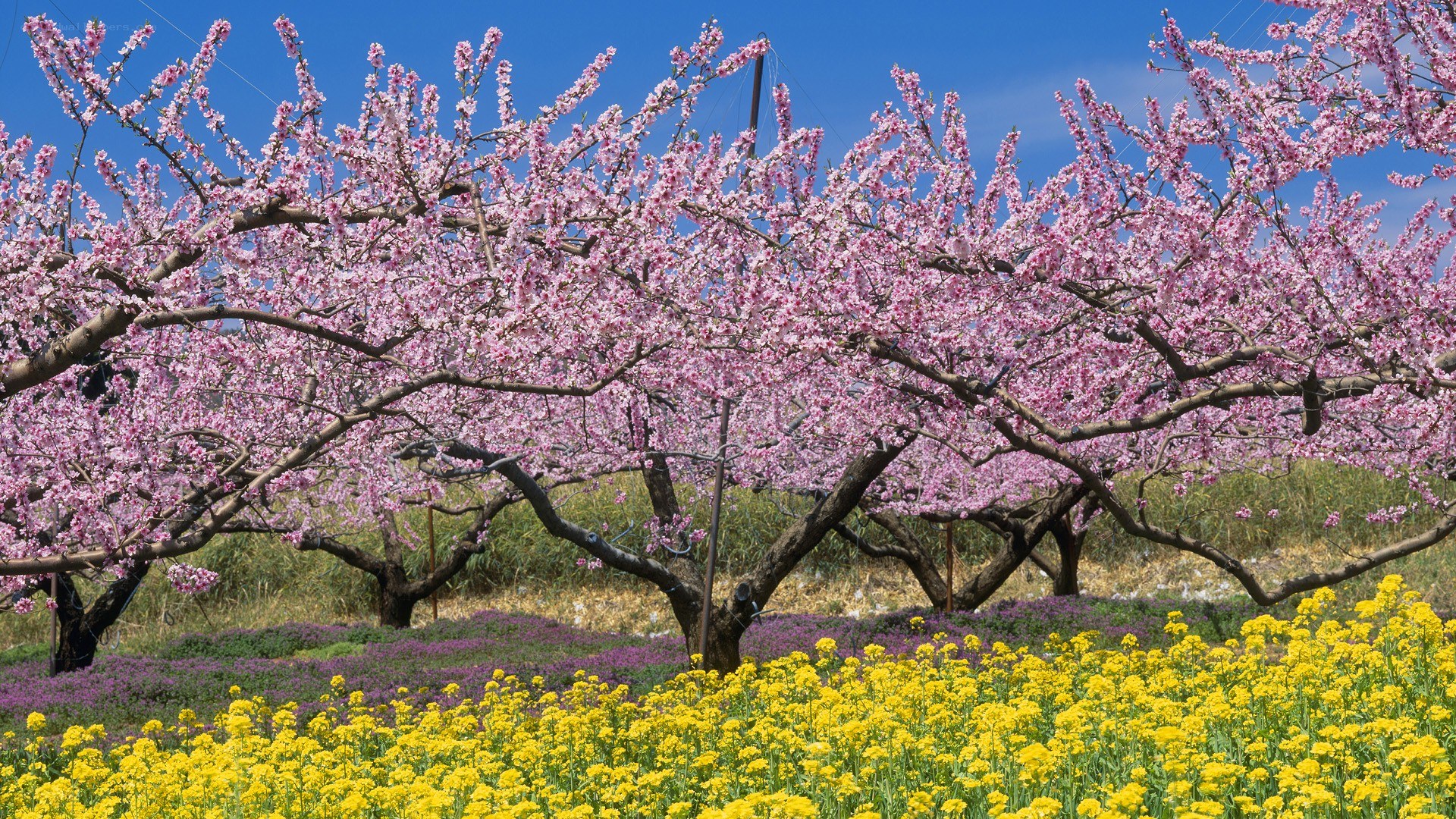 Blossoming peach trees in spring