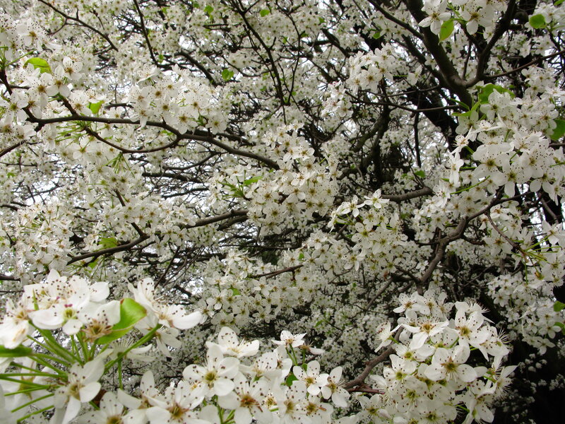 Blossoming pear tree