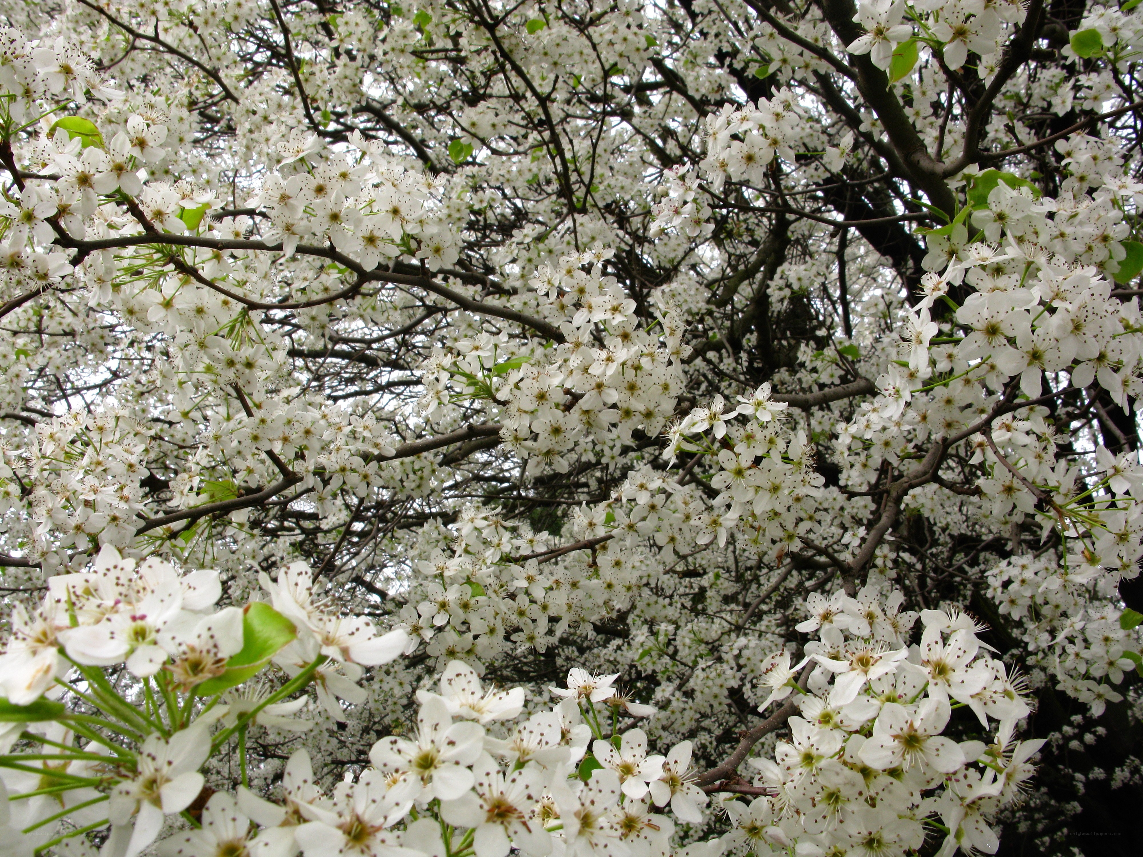 Blossoming pear tree
