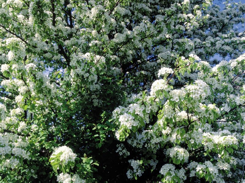 Blossoming pear tree