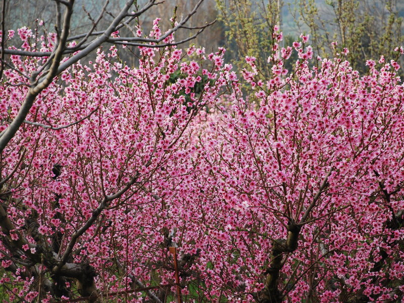Blossoming pink peach trees