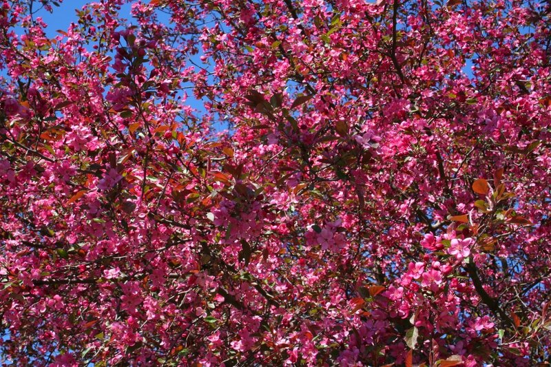 Blossoming pink tree