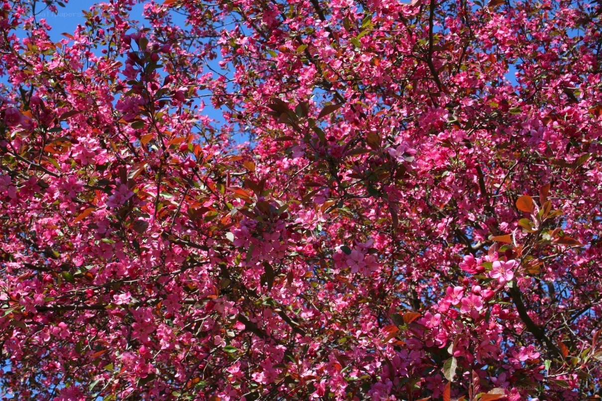 Blossoming pink tree