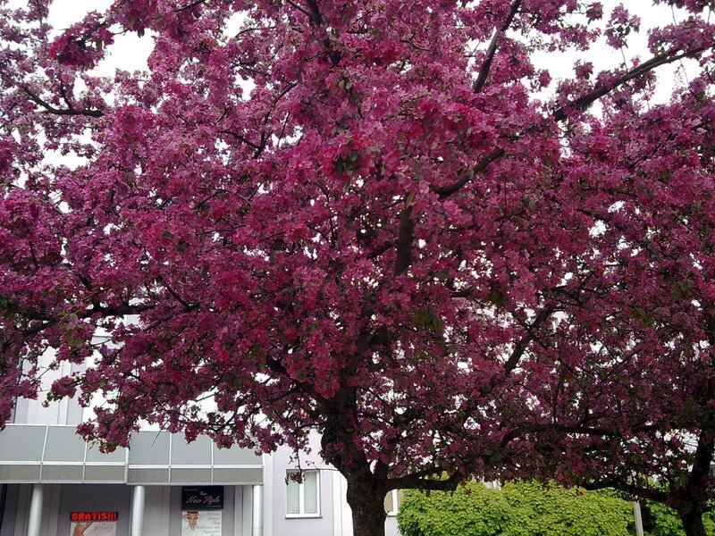 Blossoming pink tree