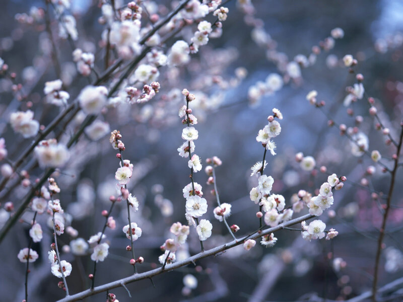 Blossoming plum branches