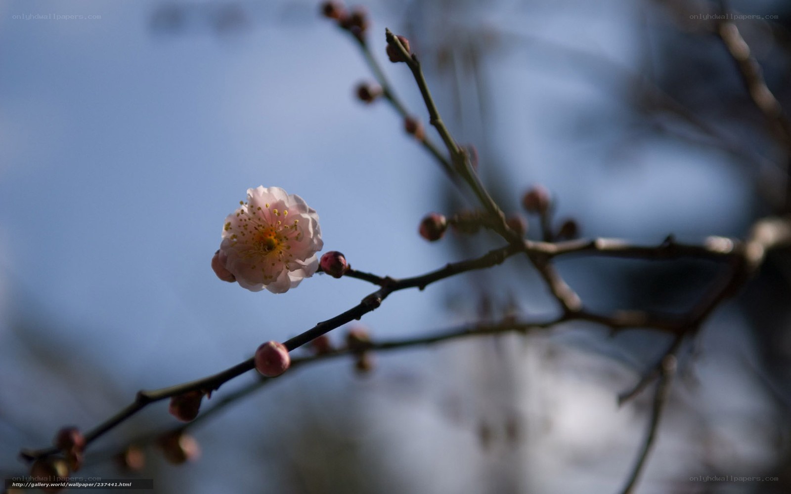 Blossoming plum flower