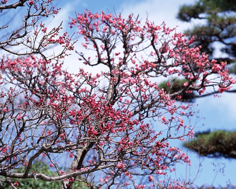 Blossoming plum tree branches