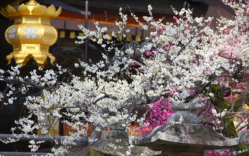 Blossoming Plum Tree
