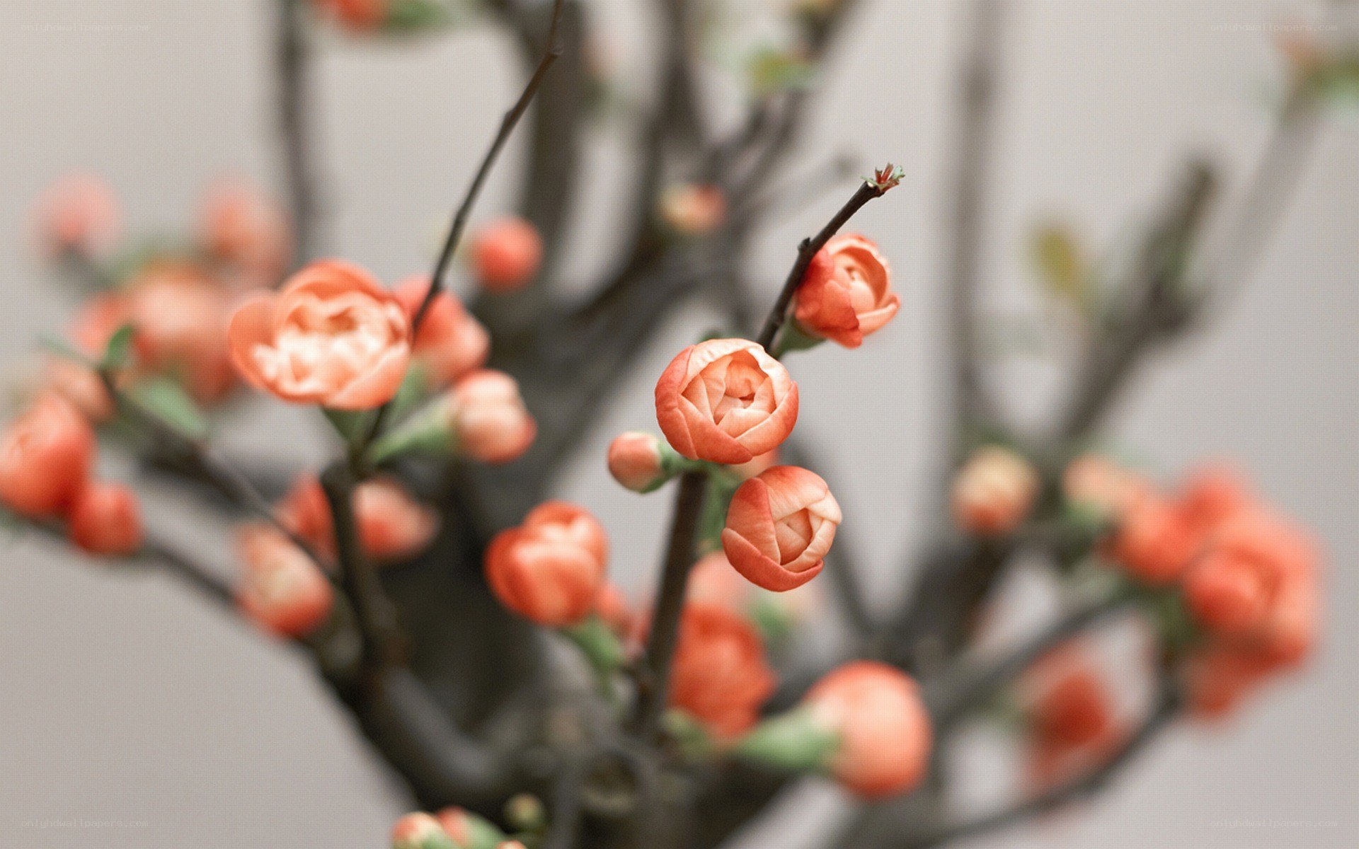 Blossoming quince flowers