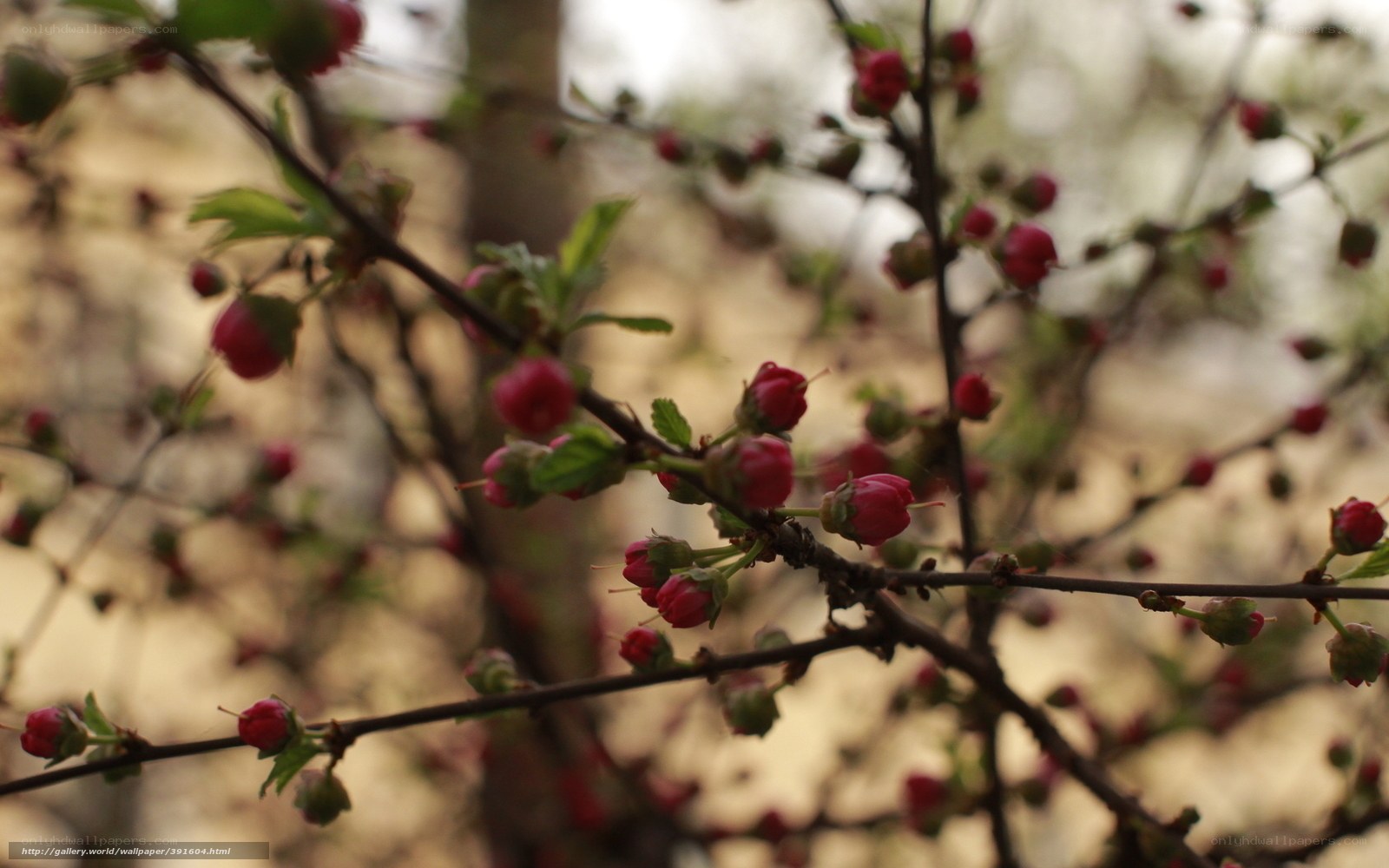 Blossoming Red Flower Buds