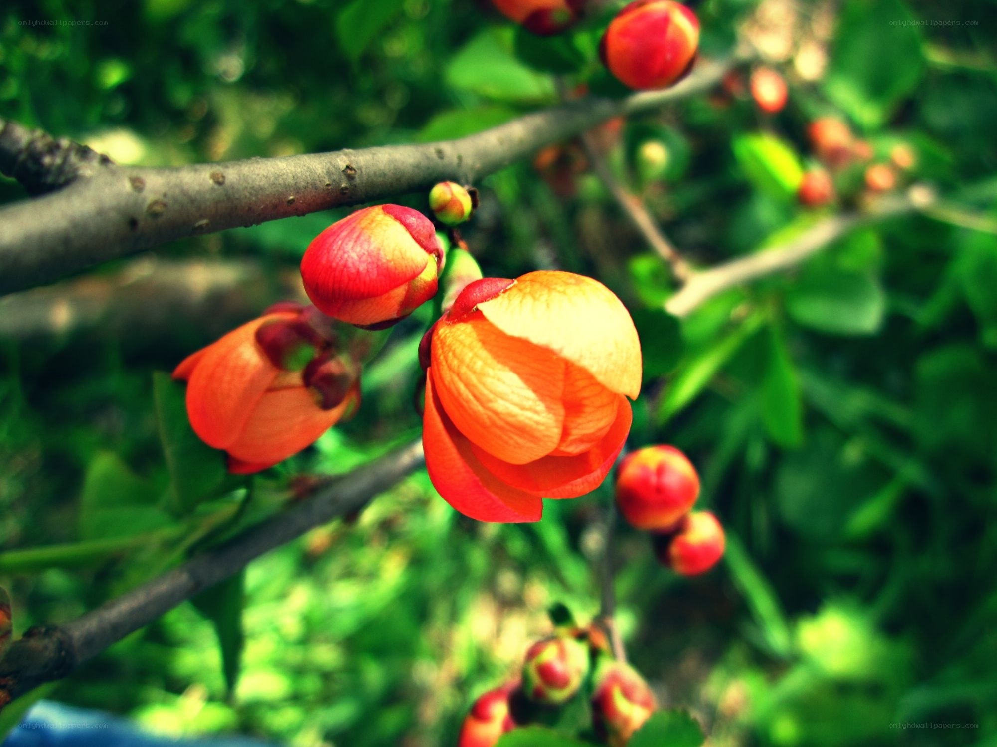 Blossoming red flowers on a branch