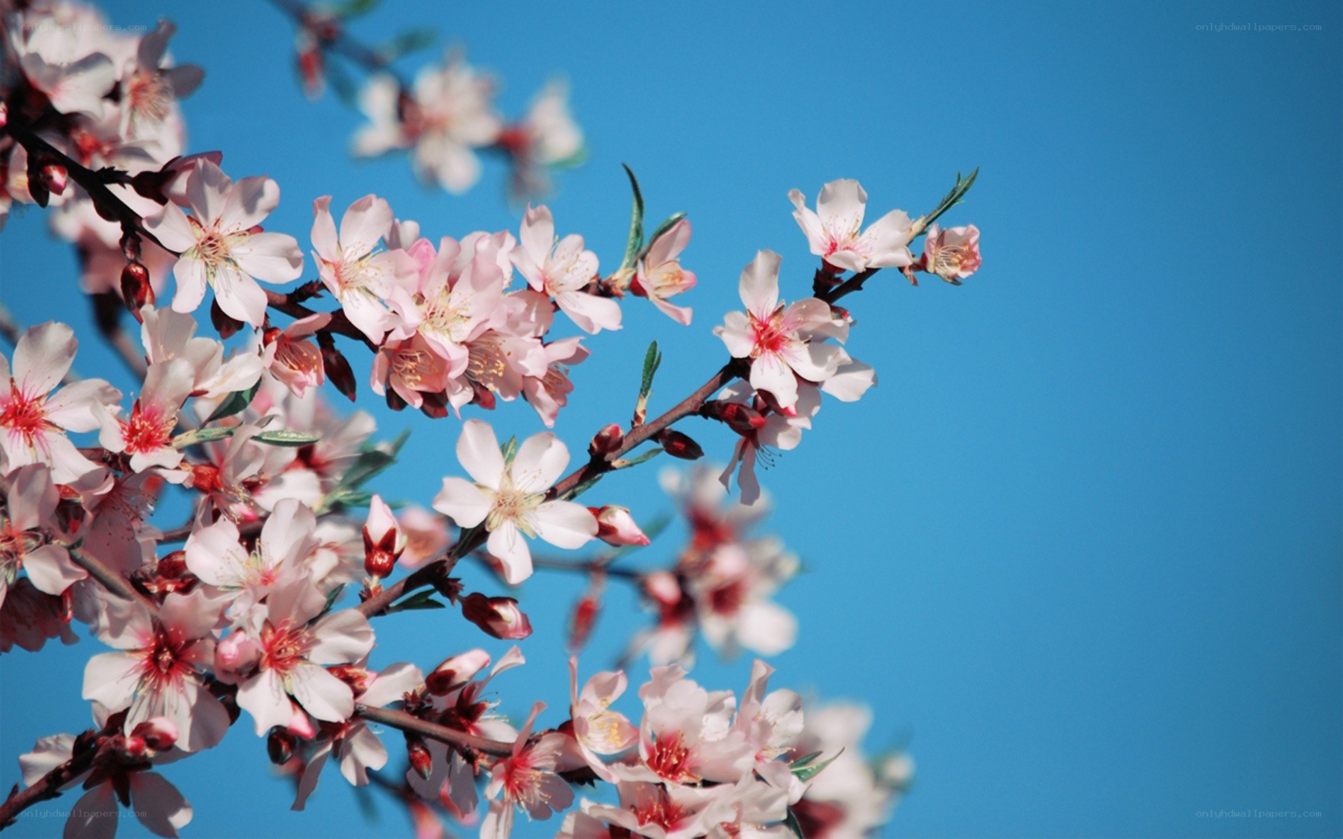 Blossoming tree against blue sky