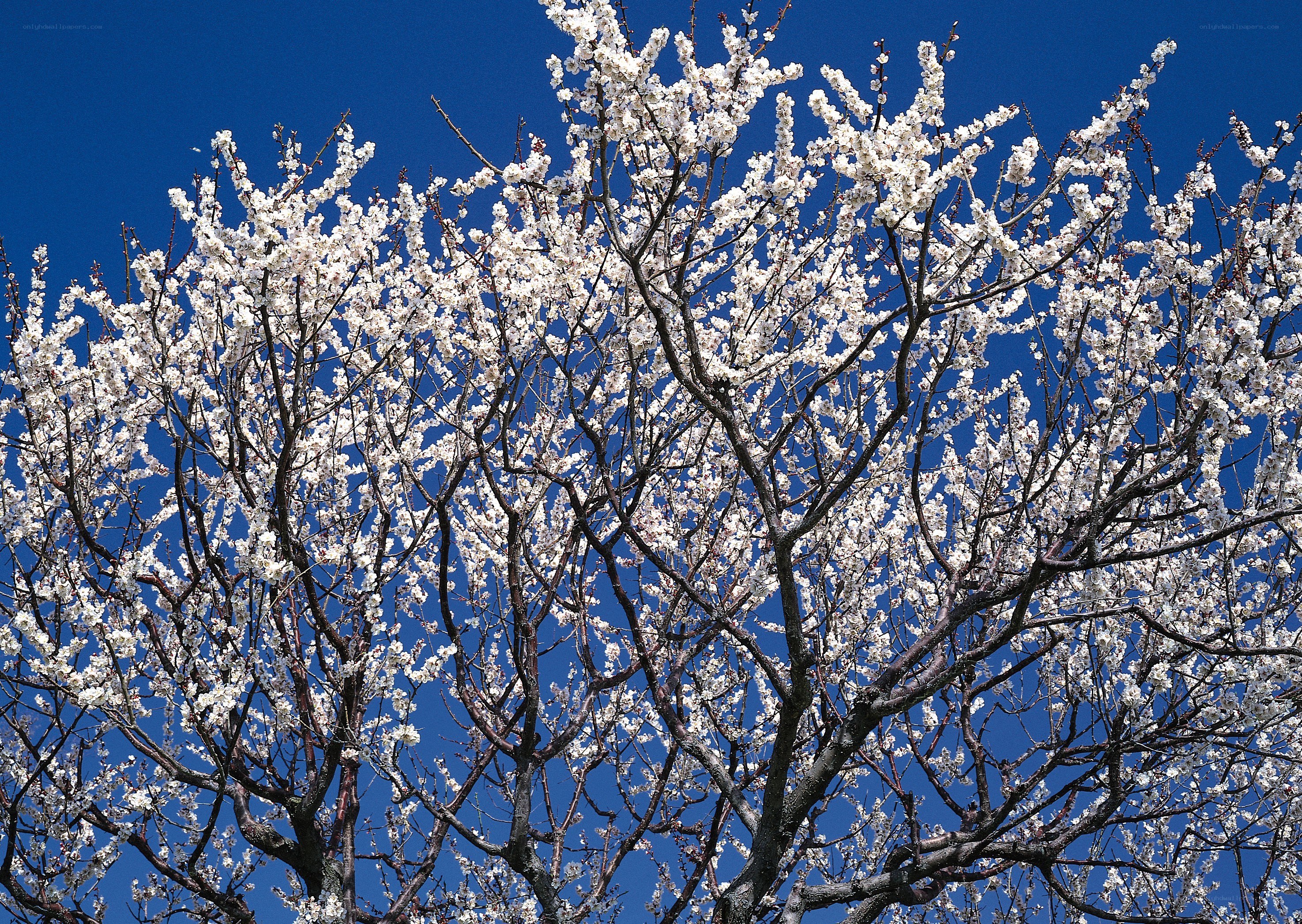 Blossoming tree against blue sky