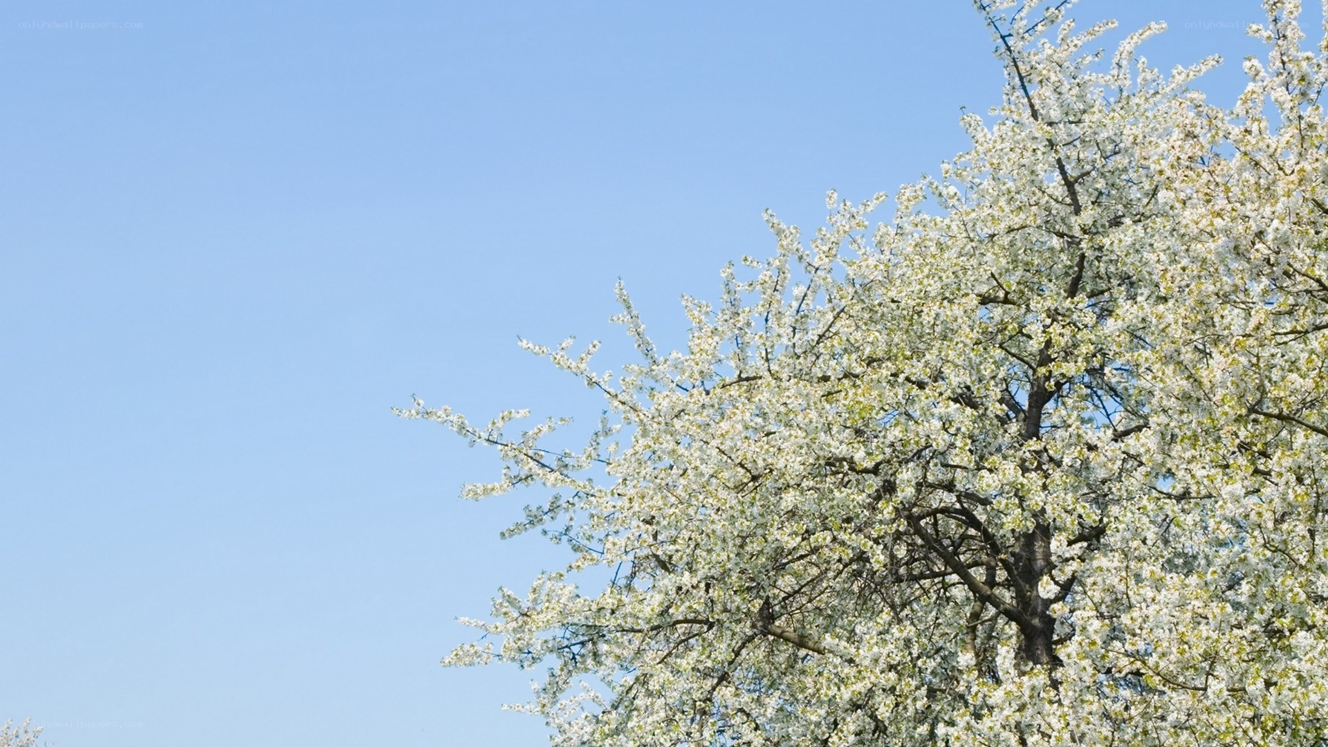 Blossoming tree against blue sky