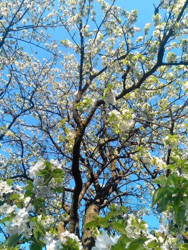 Blossoming tree against blue sky
