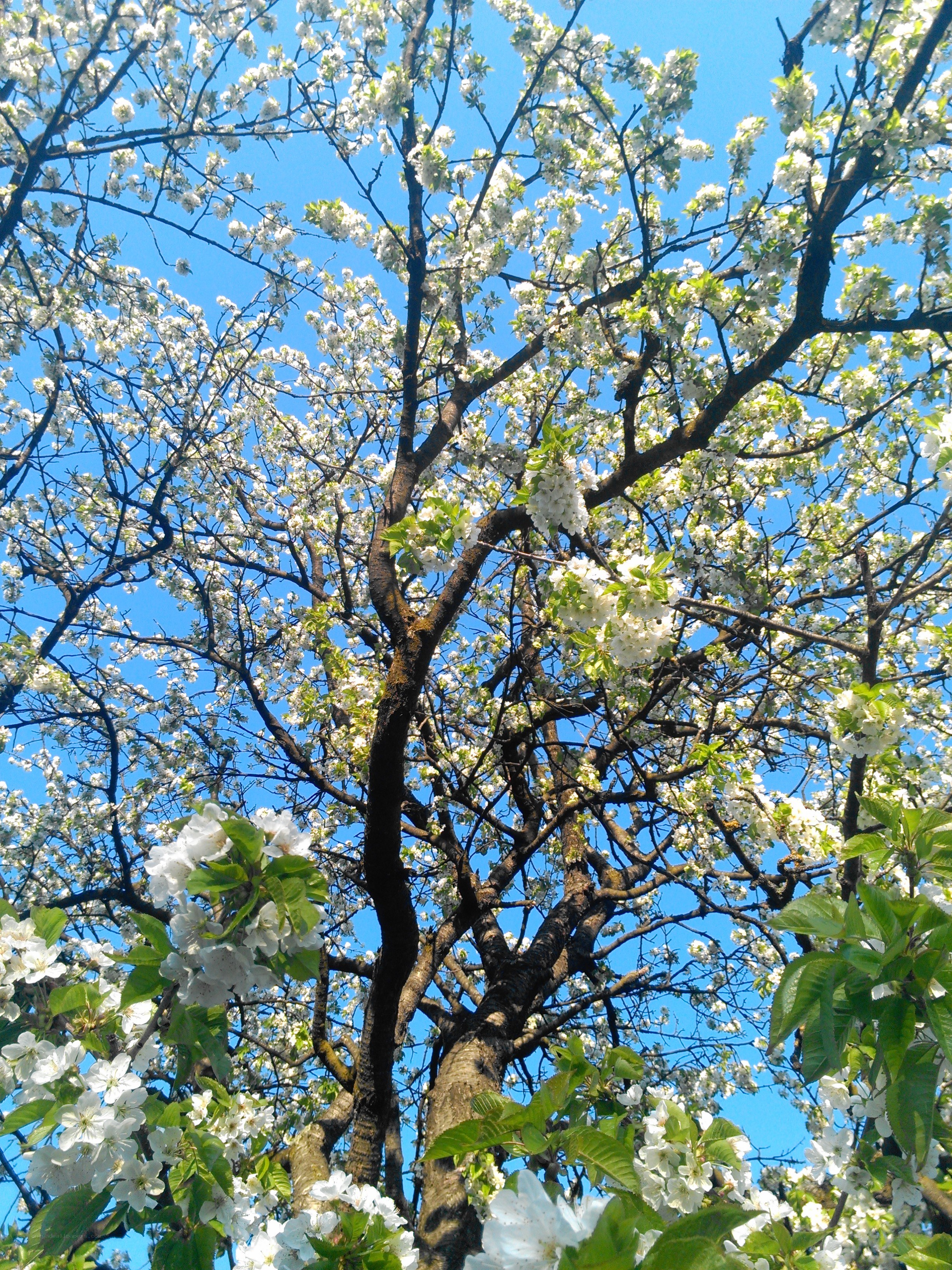 Blossoming tree against blue sky