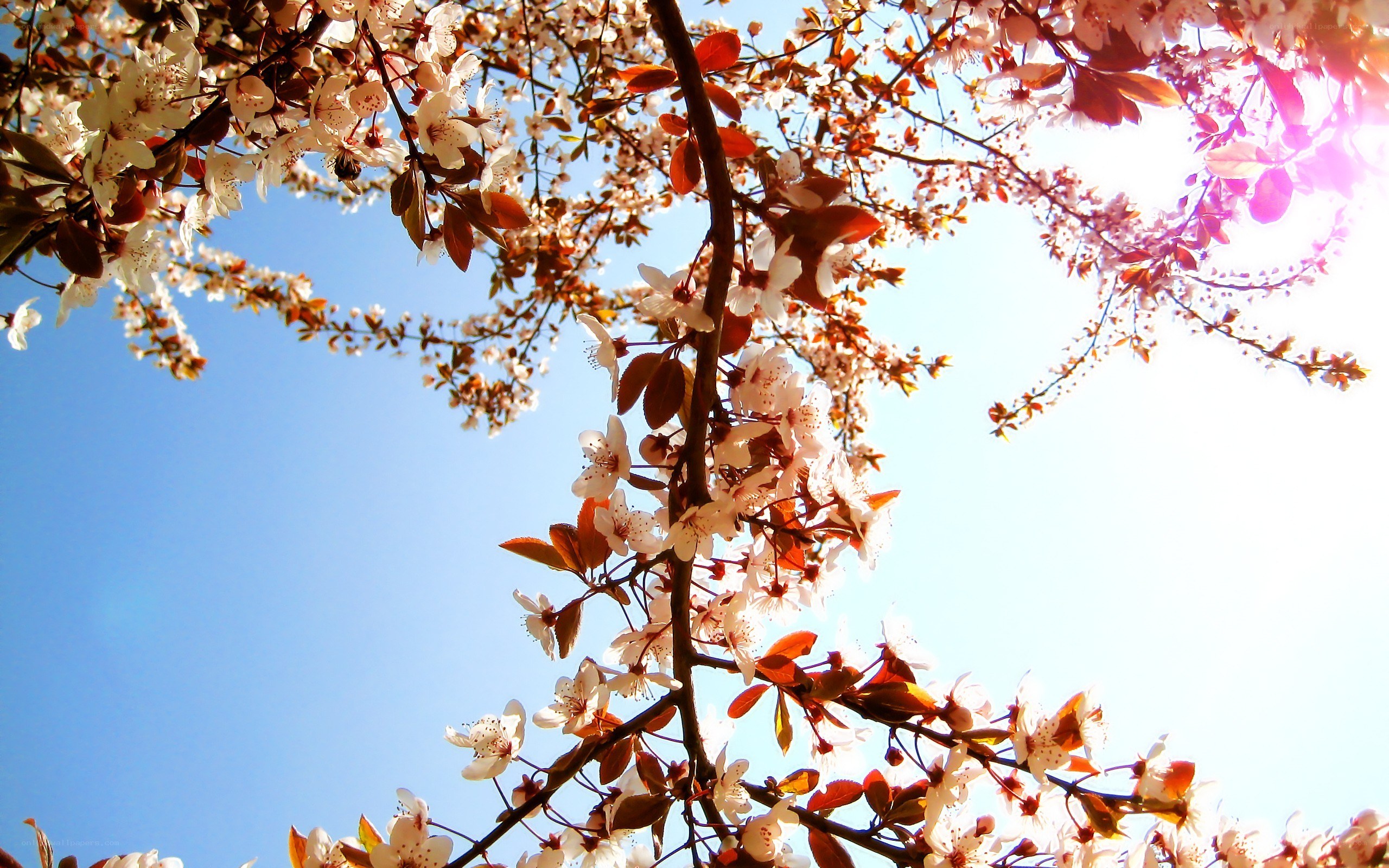 Blossoming tree against blue sky