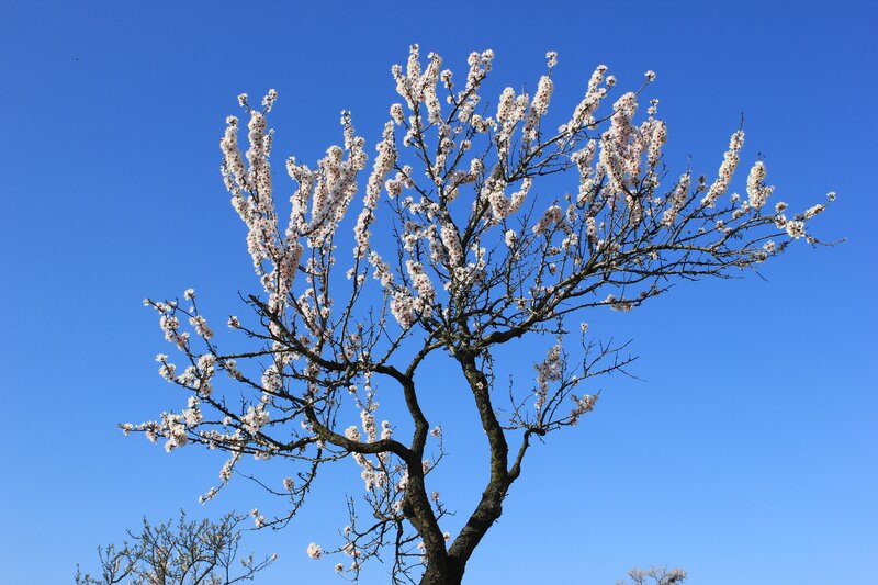 Blossoming Tree Against Sky