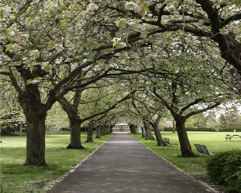 Blossoming tree alley in park