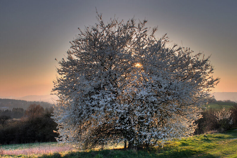 Blossoming tree at sunset