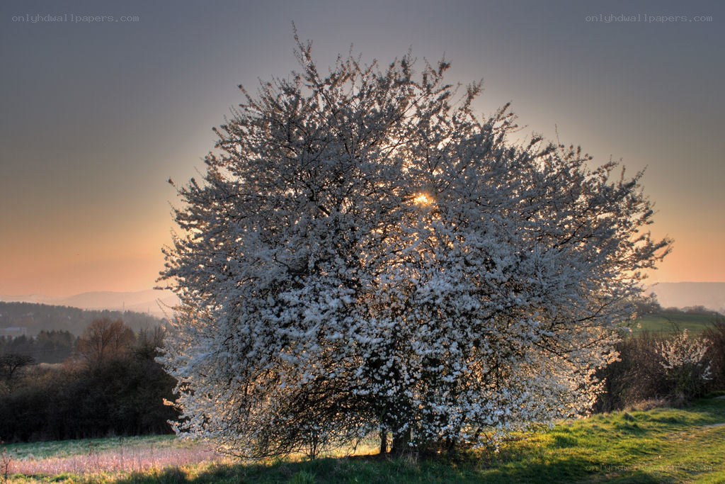 Blossoming tree at sunset