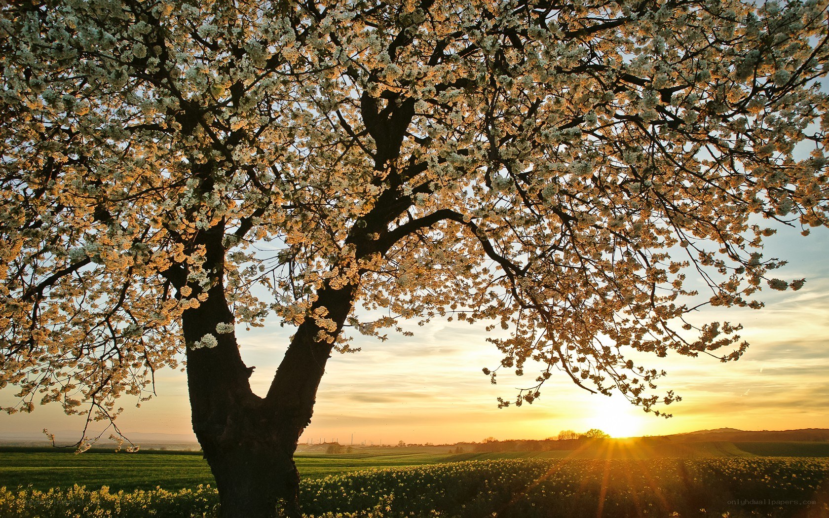 Blossoming tree at sunset