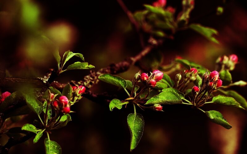 Blossoming tree branch