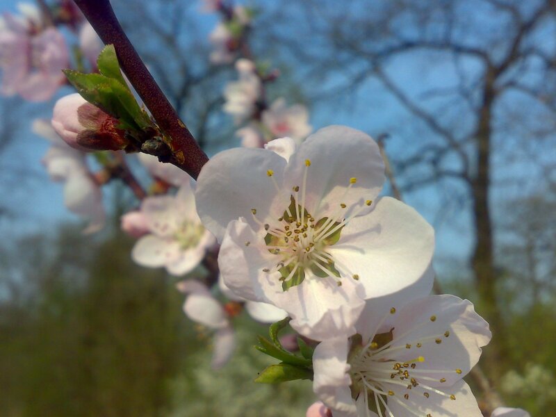 Blossoming tree branch