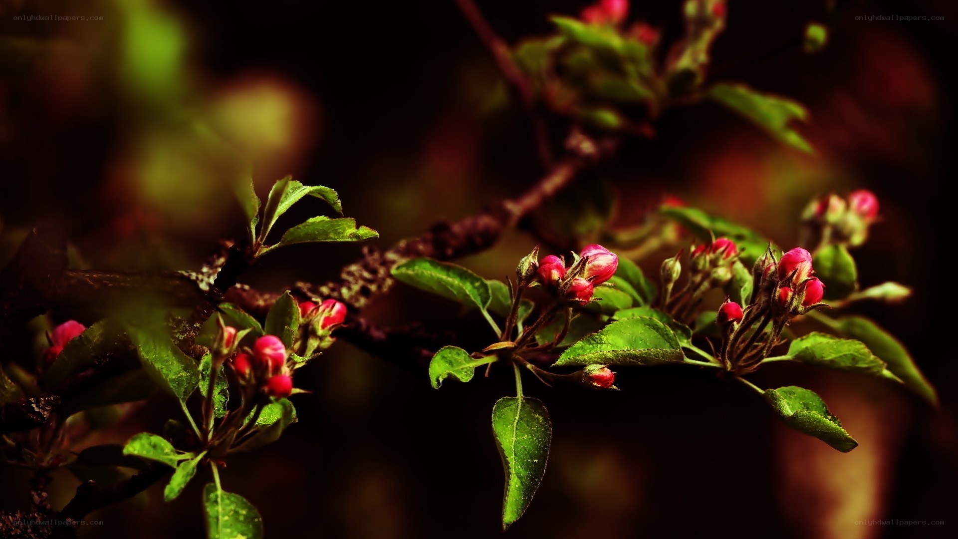 Blossoming tree branch