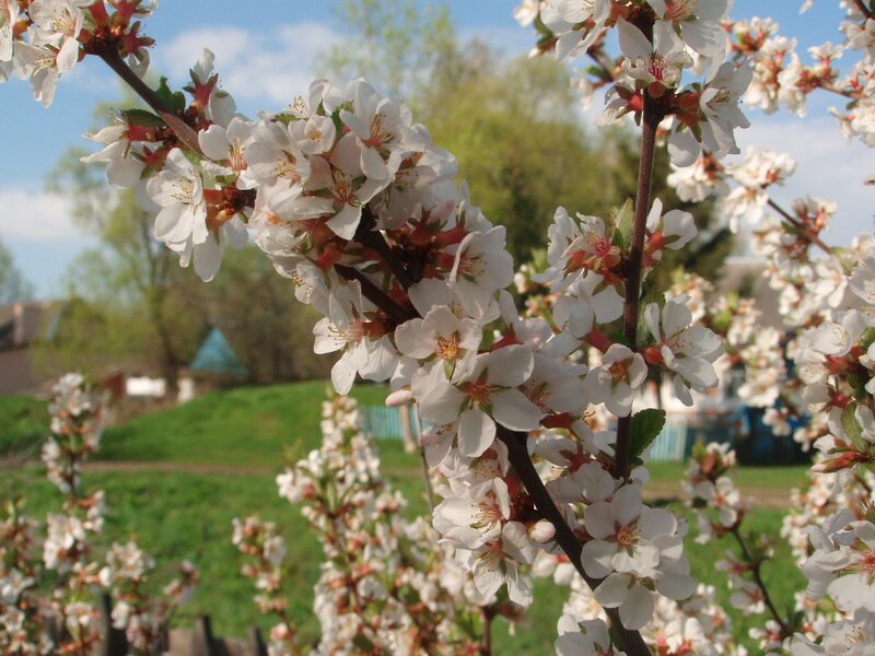 Blossoming tree branches