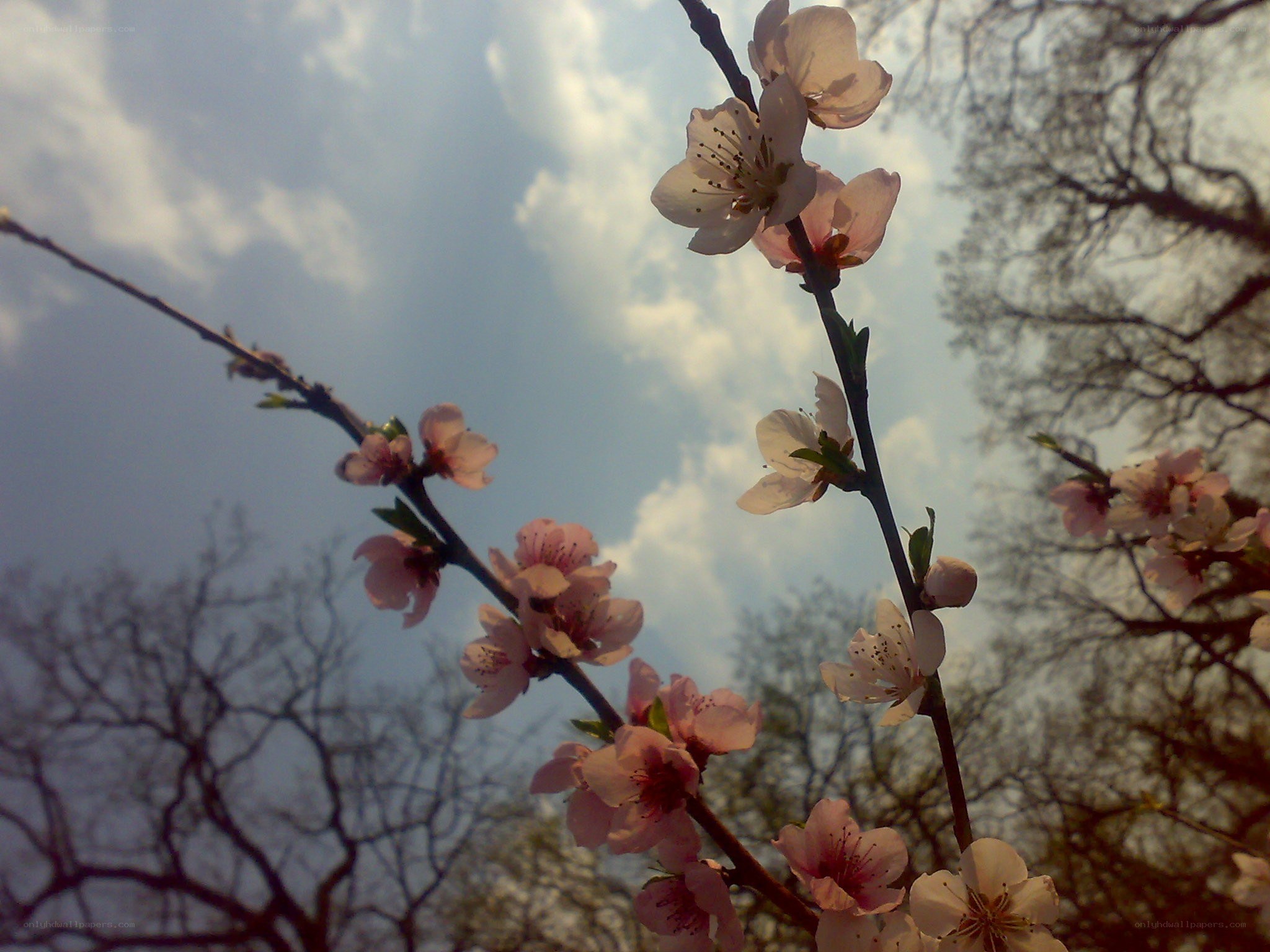 Blossoming tree branches