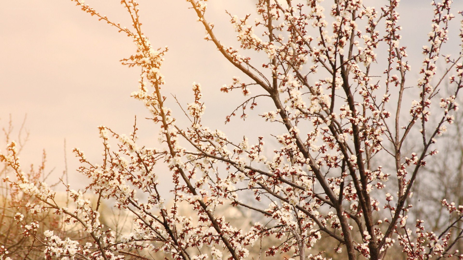 Blossoming tree branches