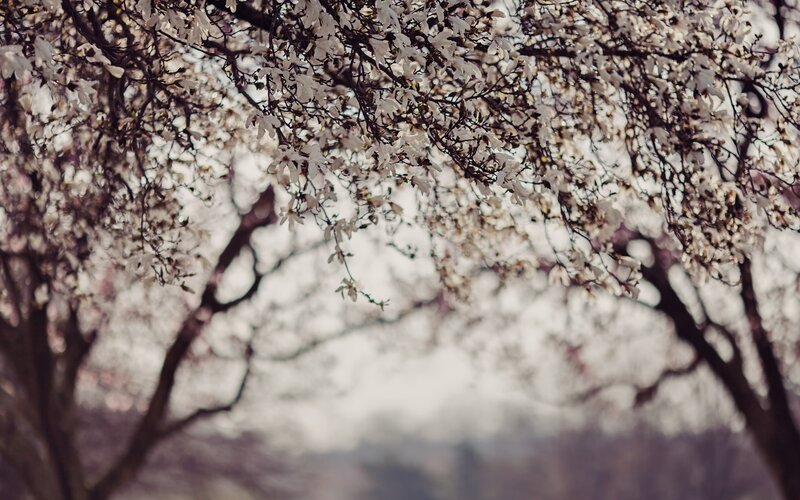 Blossoming tree branches