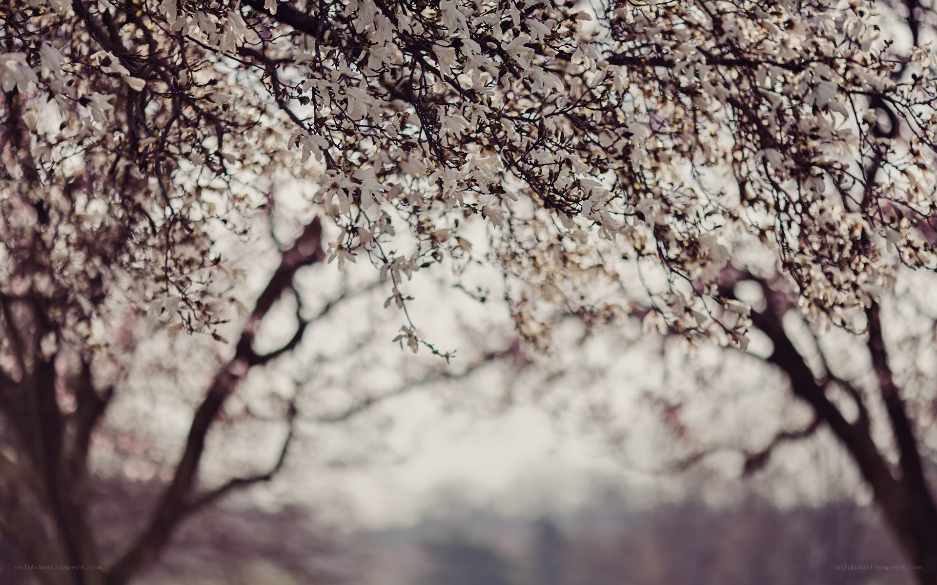 Blossoming tree branches