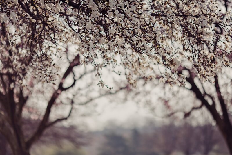 Blossoming tree branches