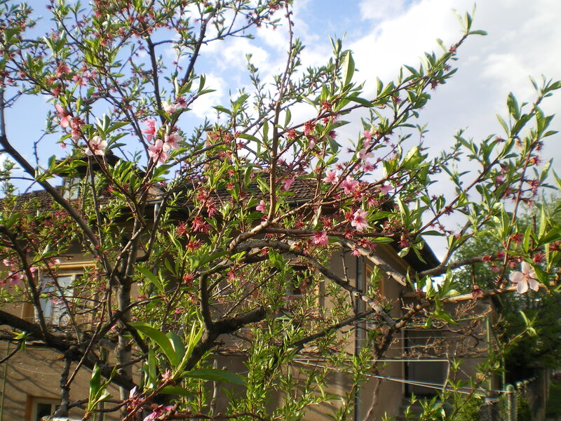 Blossoming Tree Branches — Green