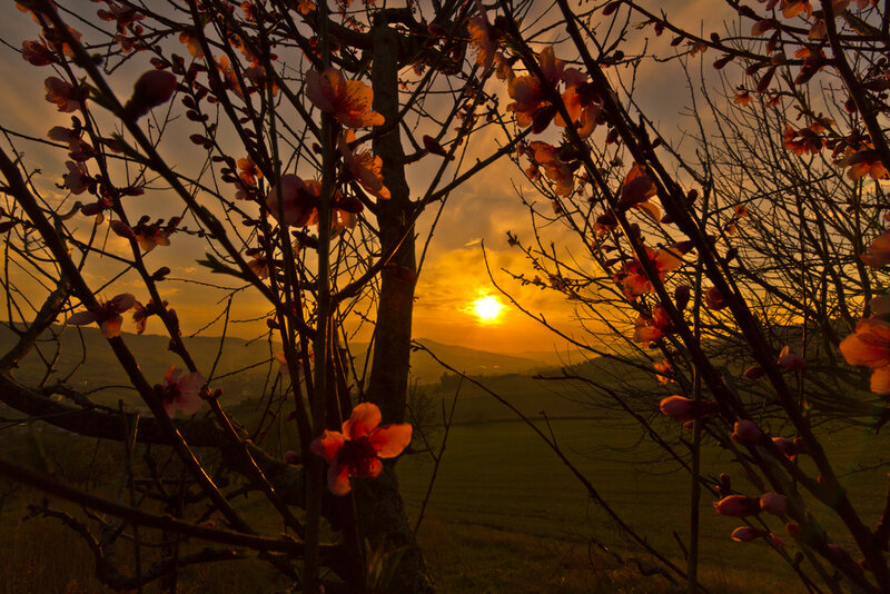 Blossoming Tree Branches — Orange