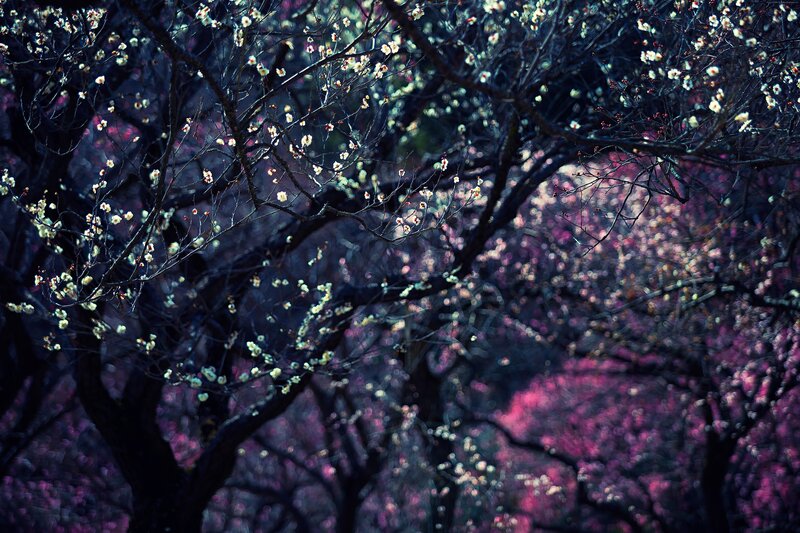 Blossoming Tree Branches — Purple