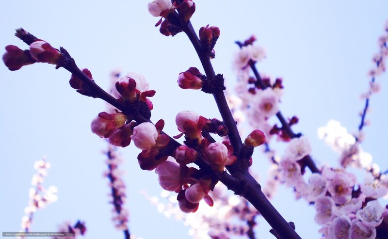 Blossoming tree branches