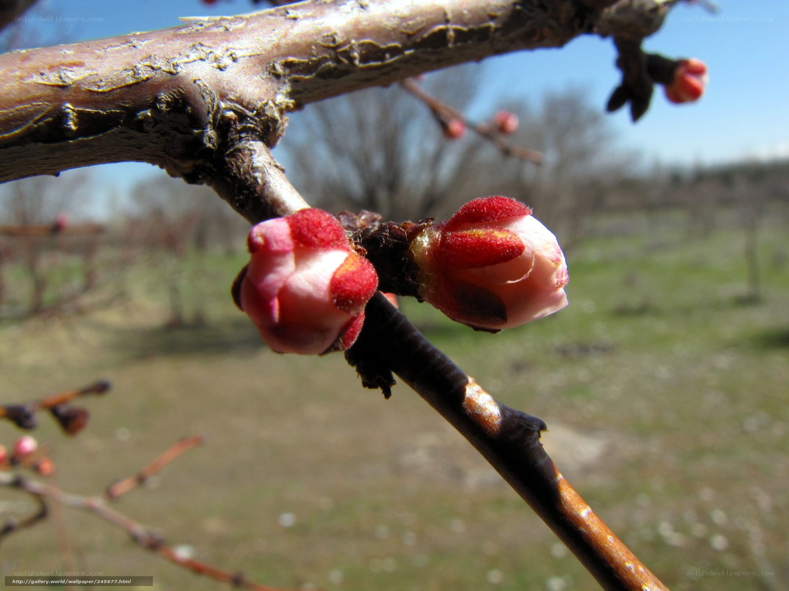 Blossoming tree buds