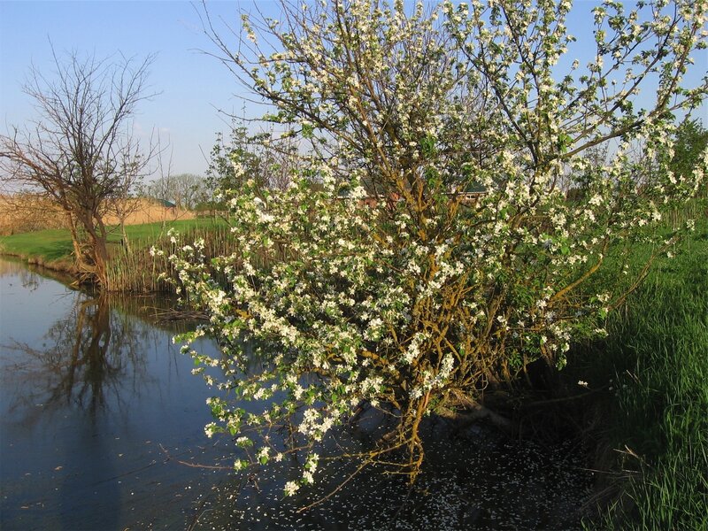 Blossoming tree by a river