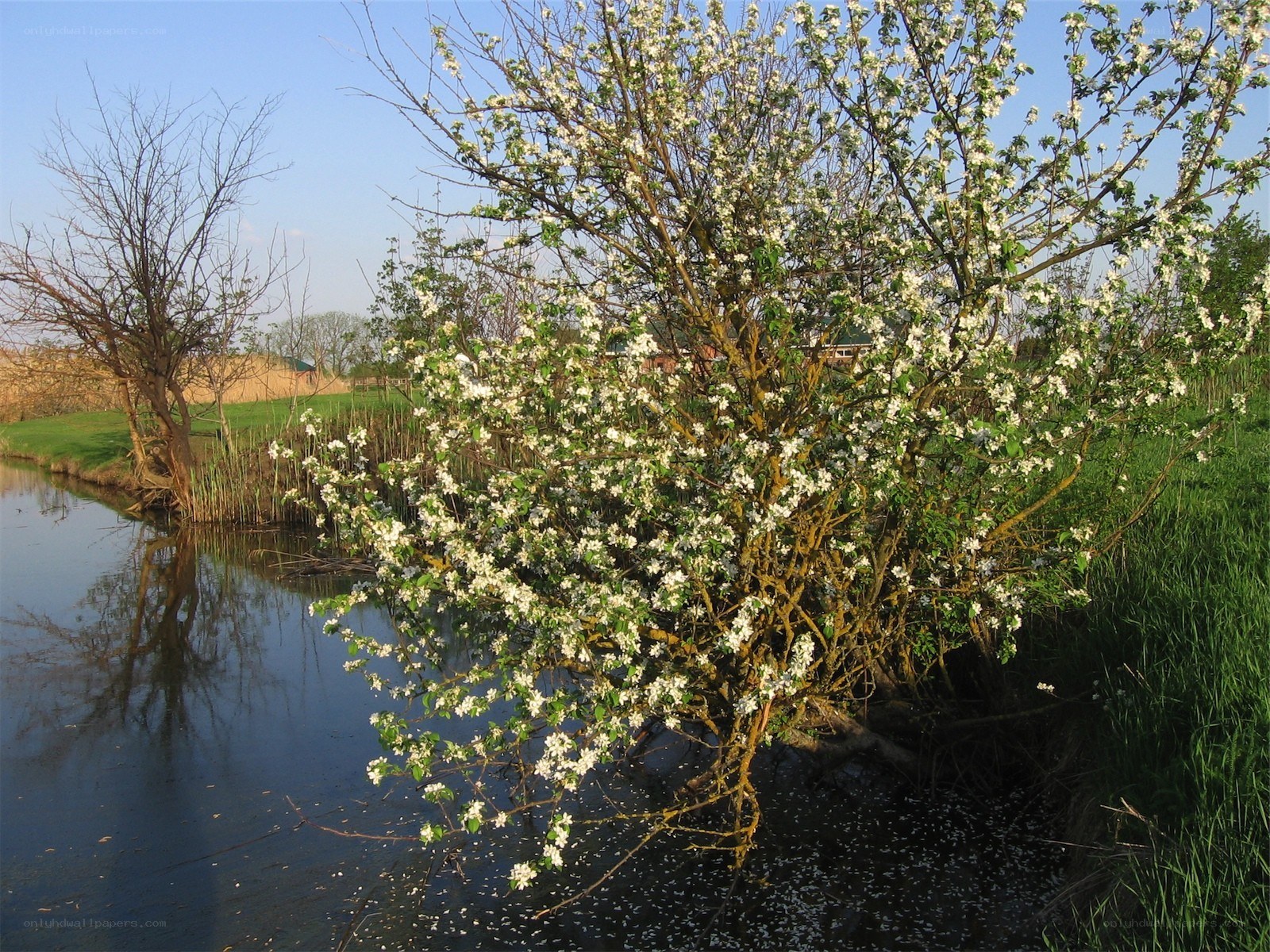 Blossoming tree by a river