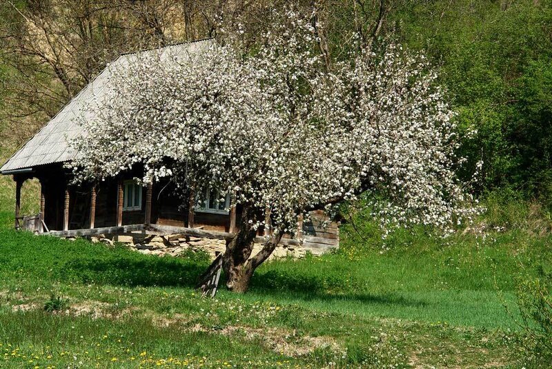 Blossoming Tree by Cabin