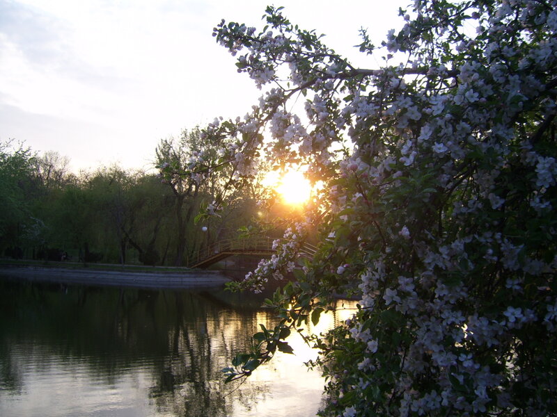 Blossoming Tree by Lake